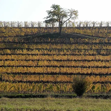 مزرعة للإقامة Casali Del Picchio - Winery