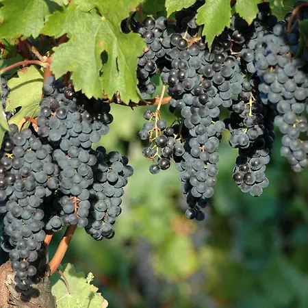 Casali Del Picchio - Winery * Cividale del Friuli