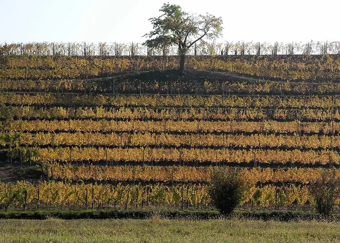 Κατάλυμα σε φάρμα Casali Del Picchio - Winery