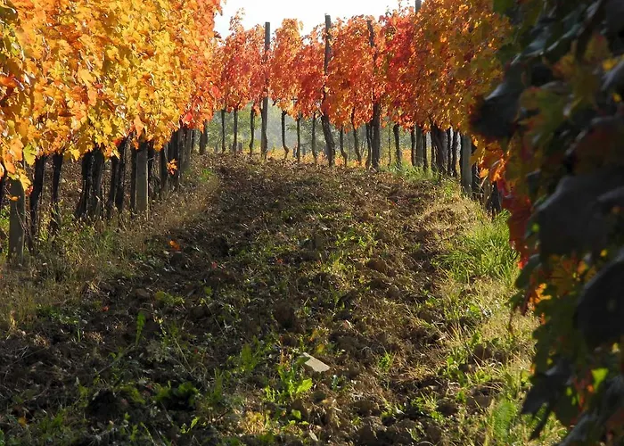Casali Del Picchio - Winery Κατάλυμα σε φάρμα Cividale del Friuli