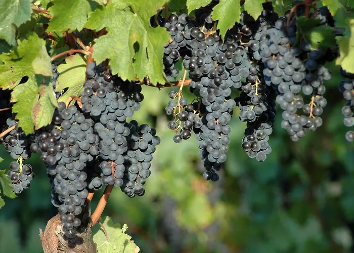 Casali Del Picchio - Winery * Cividale del Friuli